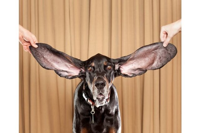 Harbor isimli bu Coonhound cinsi köpek dünyanın yaşayan en uzun kulaklı köpeği. ABD'nin Colorado eyaletinde yaşayan 8 yaşındaki Harbor'ın sol kulağı 31.1, sağ kulağı ise 34.29 santimetre uzunluğunda.