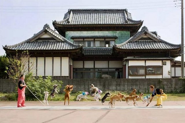 İple en fazla hayvan zıplatma. Bu konudaki rekor 13 köpekle Japonya'da "Süper Wan Wan Sirki"nde kırıldı.  -