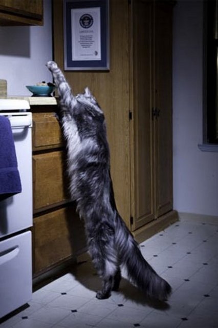 Dünyanın En Uzun Kedisi. 123 santimetrelik Stewie adlı kedi dünyanın en uzun kedisi unvanını taşıyor. ABD'de yaşayan Stewie aynı zamanda 41.5 santimetreyle dünyanın en uzun kuyruklu ev kedisi