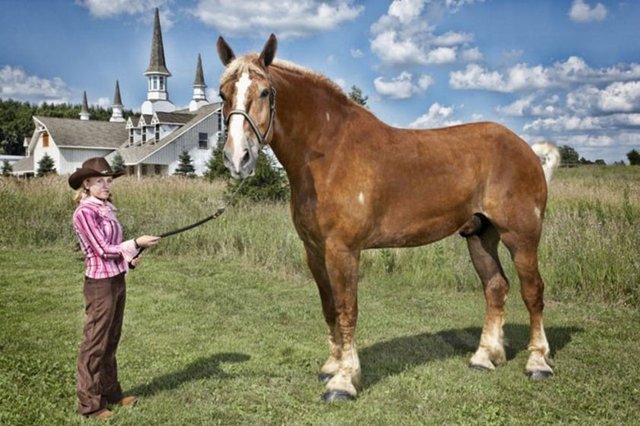 Yaşayan en uzun boylu at Big Jake . Belçika cinsi 9 yaşındaki bu iğdiş atın boyu nalsız 210.19 cm. ABD'nin Wisconsin eyaletindeki Smokey Hollow Farms'ta yaşıyor.