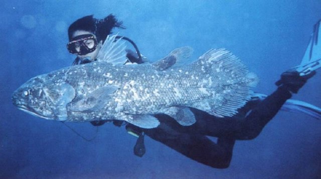 BALIKLARLA YÜZDÜĞÜNÜ GÖRMEK: Her zaman hayra yorulan, güzel bir rüyadır! Berekettir!