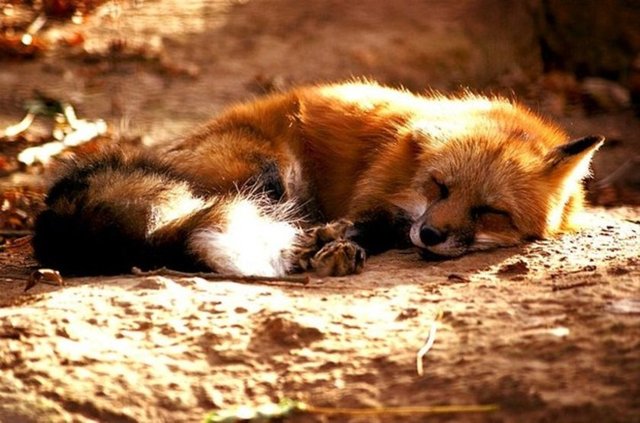 "Uyuyan tilki rüyasında tavuk görürmüş."