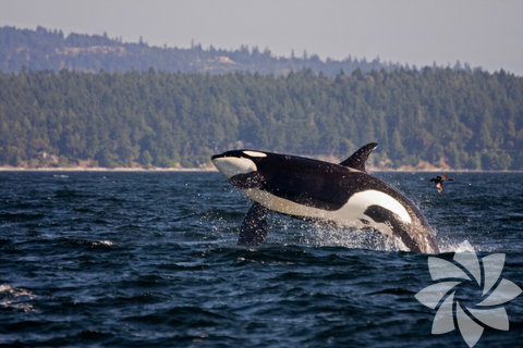 San Juan Adası-  Washington