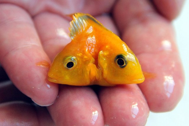 Keçeci, çift başlı hemcinslerinin 3 ay gibi kısa sürede ölmesine rağmen 4 yaşına ve 5 santimetre uzunluğuna ulaşan balığına gözü gibi bakıyor.