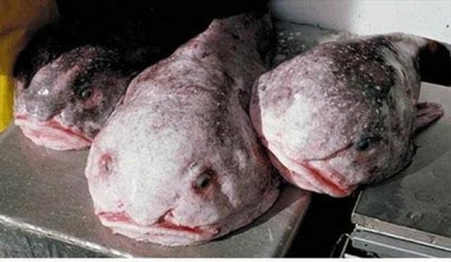 İnsan suratlı balıklar...