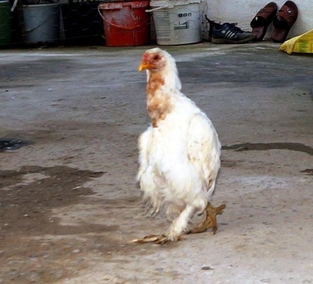 Tavuğun farklı yürüdüğünü görünce şaşırdığını söyleyen Yunus Hasırcı, "Evimde tavuk yetiştirerek hem etinden hem de yumurtasından yararlanıyorum. Mayıs ayında tavuklarımdan biri gurk oldu. Tavuğun altına on yumurta bıraktım.