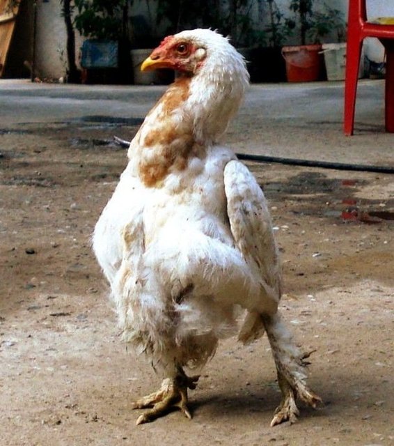 21 gün sonra civcivler çıktı. İçlerinden biri geçen ağustos ayından bu yana penguen gibi yürümeye başladı. Yiyeceklerini normal yemekte ancak yürümesi penguen gibi hayret ettim" dedi.Penguen yürüyüşlü tavuk görenlerin ilgisini çekmeye başladı.