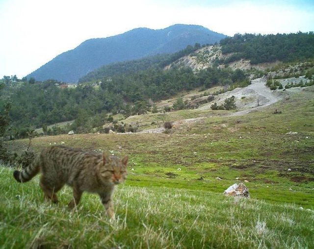 Kırıkkale Üniversitesi Fen Edebiyat Fakültesi Biyoloji Bölümü Öğretim Üyesi Prof. Dr. İrfan Albayrak, AA muhabirine yaptığı açıklamada, geçen yıl başlatılan fotokapan projesiyle büyük memelilerin tespiti ve popülasyonlarının belirlenmesiyle ilgili çalışma yürüttüklerini ve kentteki ormanlık alanlara 15 fotokapan yerleştirdiklerini hatırlattı. -  
