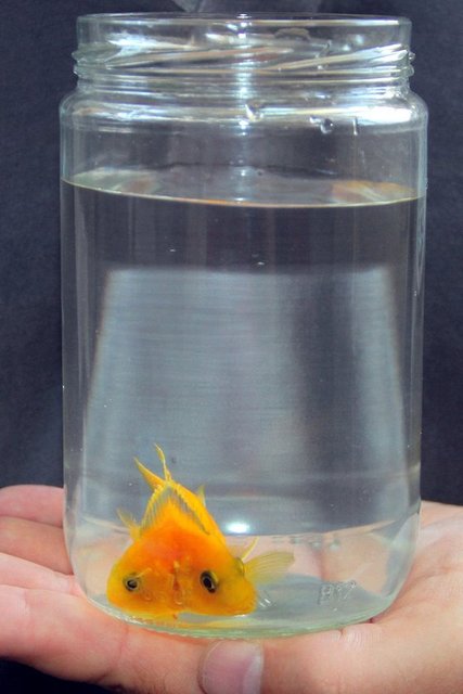 İşter görenlerin şaşkına döndüğü o balık!