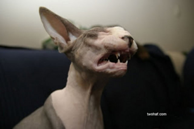 Vahşi bir görünüme sahip olsada bu kediler uysaldır.