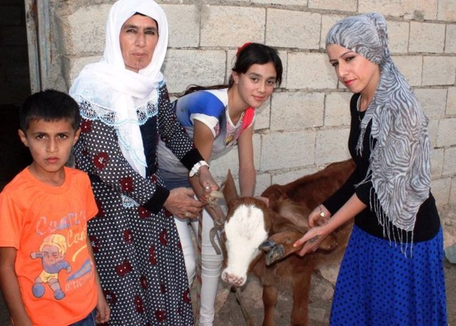 Buzağının sahibi 10 çocuk babası Abdürrezak Çalışkan doğum yapan ineğin önce ikiz buzağı dünyaya getireceğini zannettiklerini kaydetti.