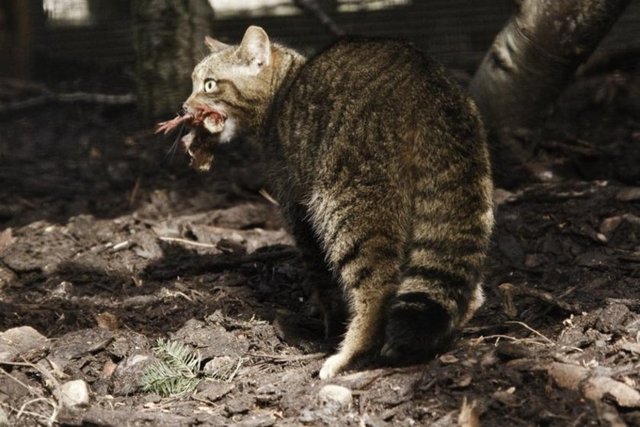Kırıkkale'de yaban hayvanlarının envanterinin çıkarılması için ormanlık alana yerleştirilen fotokapanlarla tespit edilen nesli tükenme tehlikesi altındaki yaban kedisi (Felis silvestris), ilk kez fotoğraflandı. -  