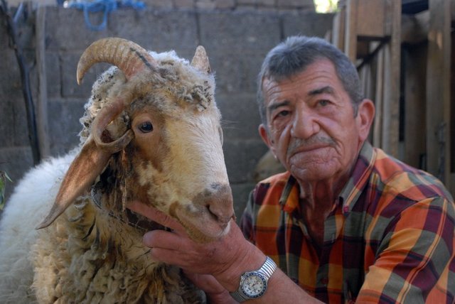 Öte yandan dört boynuzlu kurbanlığın Kurban Bayramı'nda kesilebileceğini belirten Burdur Müftüsü Hıdır Bayrak, iki boynuz fazlalığının bir önemi olmadığını söyledi.
