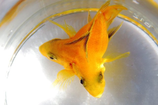 Eğitim Fakültesi Öğretim Görevlisi Ruçhen Keçeci, doğal yaşam ortamları Afrika'da bulunan Malawi Gölü'nün Nhkata Körfezi olan sarı prenses cinsi balığı akvaryumunda büyütüyor.