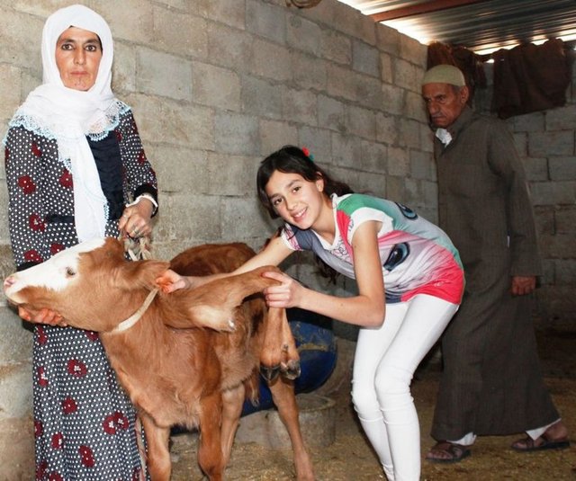 Şanlıurfa'nın Ceylanpınar ilçesinde dünyaya gelen 6 bacaklı buzağı görenleri hayretler içinde bırakıyor.