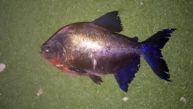 Okan Köksal ve Erhan Ekici adlı balıkçılar, sabah saatlerinde tekne ile Mogan Gölü'ne balık avına çıktıklarını belirttiler. Balıkçılar, "Gölden genellikle Turna ve Sazan balığı tutuyoruz. İlk defa oltamıza değişik bir balık türü geldi.