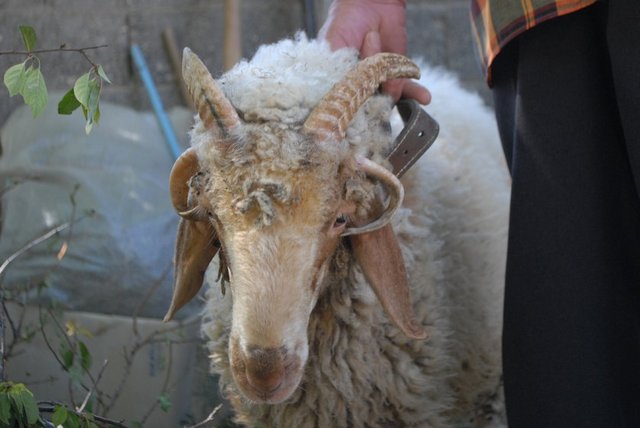Komşularım, 'Niye bunun 4 tane boynuzu var?' dedi. Ben de, 'Allah tarafından böyle yaratılmış' dedim. Koyunları tanesini 230 TL'ye aldım. Kurban Bayramı'nda da keseceğim" diye konuştu.