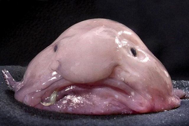 Nesli tükenmek üzere olan Damla balığı çirkinlerin başını çekiyor.