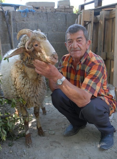 Aldığı kurbanlık 4 boynuzlu çıktı!  Burdur'un Menderes Mahallesi'nde yaşayan 68 yaşındaki emekli Ruhi Vurgun'un Kurban Bayramı için aldığı 4 boynuzlu kurbanlık görenleri şaşırttı.