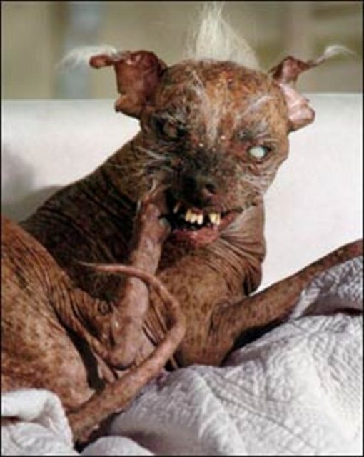 DÜNYANIN EN ÇİRKİN HAYVANLARI Chihuahua cinsi bu köpek dünyanın en çirkin köpeği ünvanını kazanmıştı.