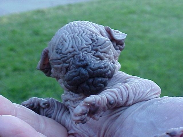 Ayrıca en pahalı kediler arasında en üst sıralarda yer edinmiştir.