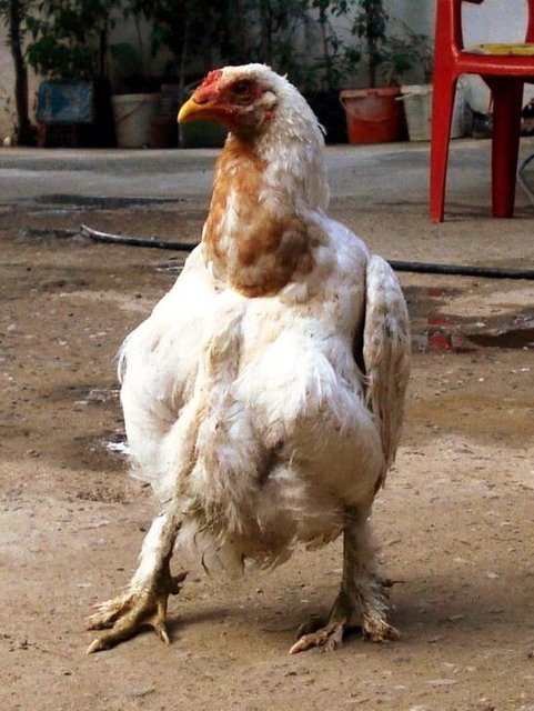 Manisa'nın Sarıgöl ilçesinde Yunus Hasırcı isimli vatandaşın evinde beslediği tavuk penguen gibi yürümeye başlayınca ilgi odağı oldu. 10 civciv birlikte büyürken, içlerinden biri ağustos ayından bu yana penguen gibi yürümeye başladı.