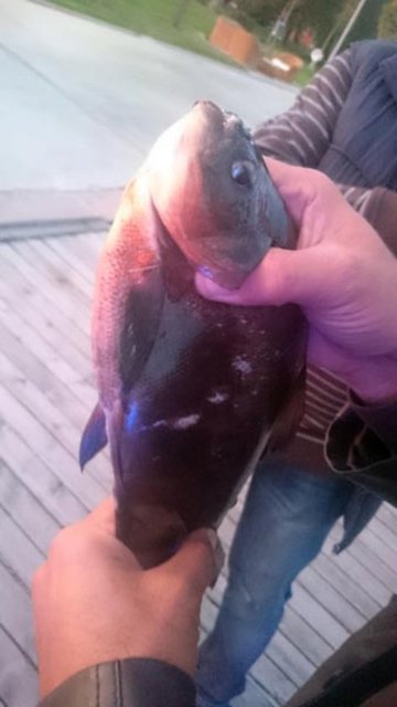 Yakaladığımız balığı merak ettik ve hemen akvaryumculara ve balık satanlara götürdük. Onlar da Pirana balığı olduğunu söylediler. Çok şaşırıp, bizi ısırır düşüncesiyle korktuk. Ayrıca daha önceleri de Mogan Gölü'nde bu tür balıktan yakalandığını söyledi.