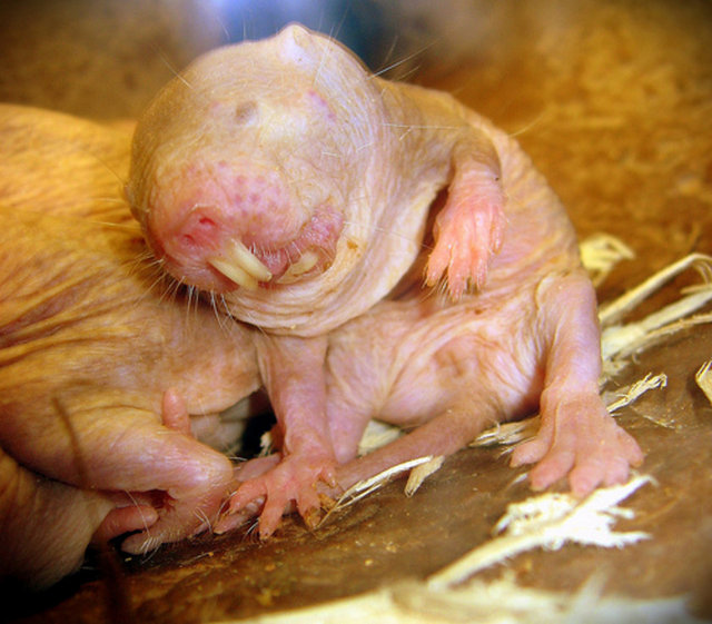 Tüysüz köstebek faresi olarak bilinirler.