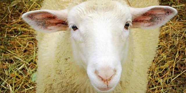 Koyun yüzünden ölüm 1999 da 67 yaşındaki Betty Stobbs İngilterede motorunun arkasına bir koyun aldı.Fakat koyun çok açtı. Sahibin arkasında karnını doyurmak isterken dengeleri bozuldu ve 100 metreden düşerek öldüler...