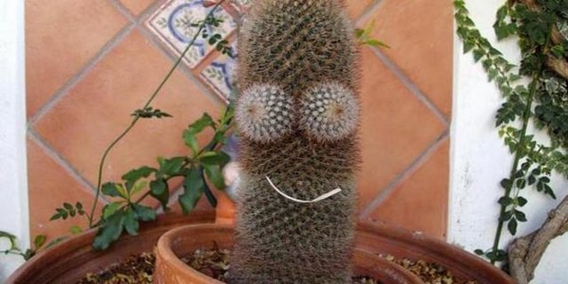 Kaktüs'le gelen ölüm 1982 de 27 yaşındaki David Grundman Kaktüs reklamları için çöl bitkilerine tabancasıyla atışlar yapıyordu. Fakat bir atışı sırasında kaktüsten fırlayan bir parça ona çarparak ölümüne sebep oldu. Günümüzde bir bitki yüzünden ölen tek kişi olarak biliniyor.