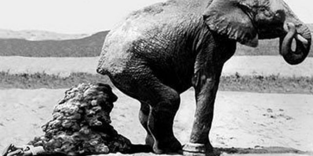 Fil Bakıcısı Bir fil bakıcısı filin temizliği ile ilgilenirken filin dışkısı altında kalıp can verdi.