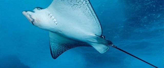 Timsah avcısının ölümü 2006 da Avustralyalı vahşiyaşam uzmanı ve TV programcısı Steve "Timsah avcısı" Irwin kalbine saplanan bir vatoz balığı iğnesi sonucu öldü...