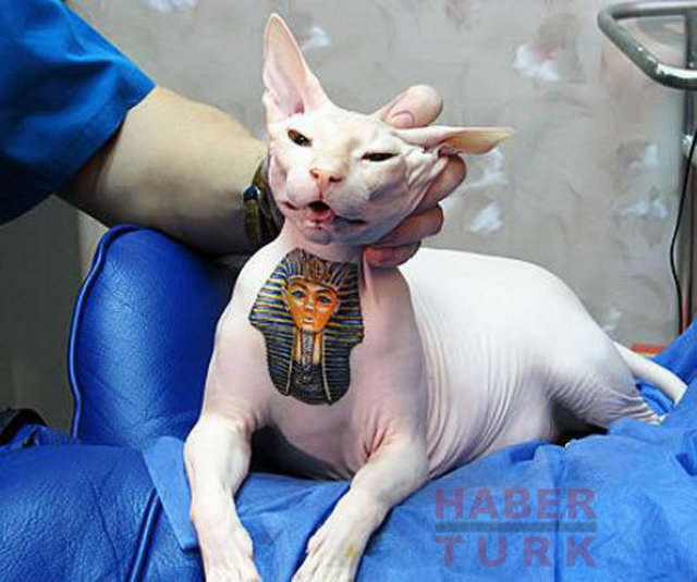 Sanat mı eziyet mi?Günümüzün yeni çılgınlıklarından olan bu dövmeler gün geçtikçe yaygınlaşmaya devam ediyor.