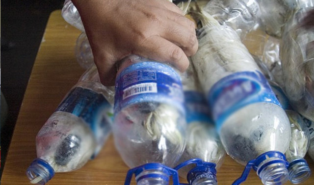 Plastik su şişelerinin içerisinde tam 24 adet sarı ibikli Kakadu papağanı vardı.