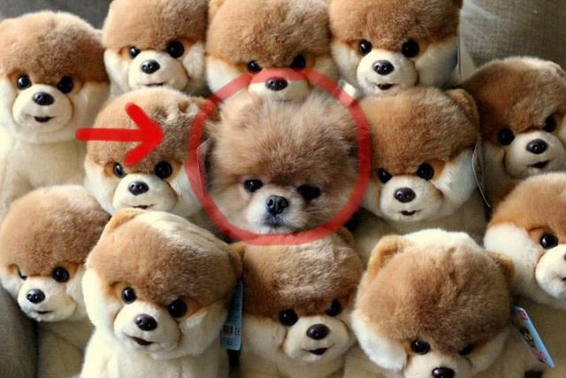 Dikkatli bakın,oyuncak değil.