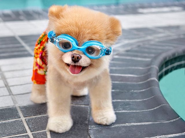 Hayranları geniş kitlelere yayılmış durumda hatta ünlü isimlerden bazıları Keşha, Khloe Kardashian sevimli Boo'yu takip  ediyor.