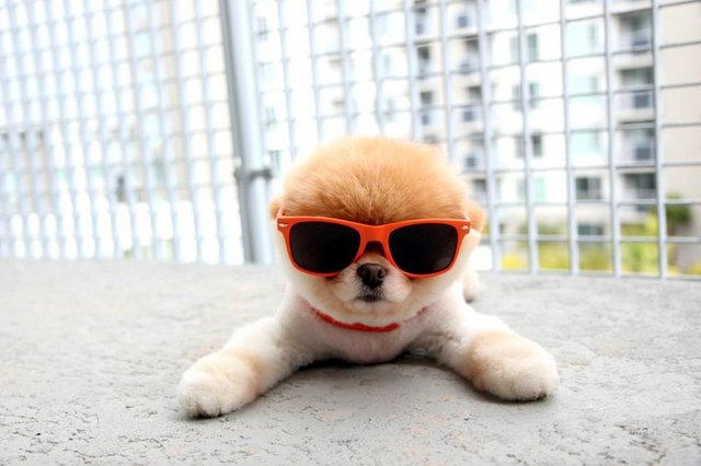 Bu kadar takip edilen Ünlü Boo'nun bir de özel fotoraflarından oluşan kitabı var.