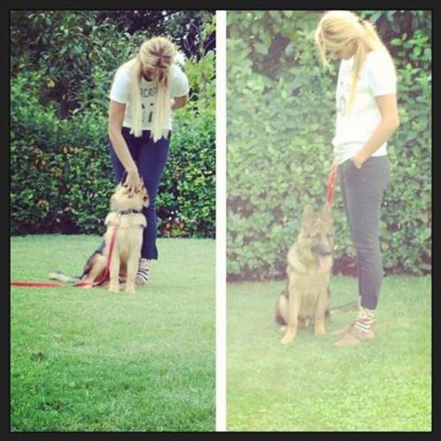 GÜL GÖLGE SAYGI - Pars'a eğitim vermeye çalışırken