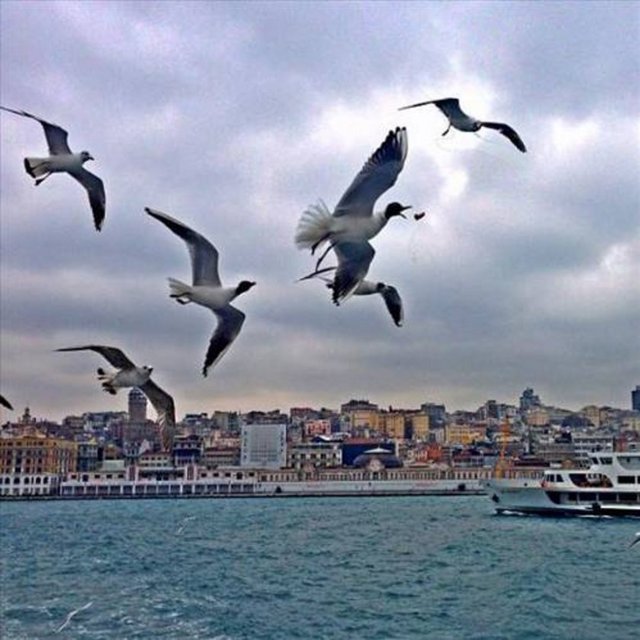 HAMDİ ALKAN - Ve havada yakalar simit parçasını -