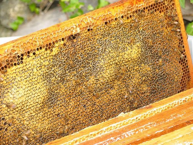 -Tokgöz Gıda Sanayi ve Ticaret A.Ş.