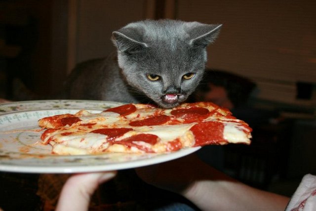 Bir kedi ne yerse Lazarus da onu yiyor.