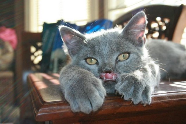 Kediyi bulduğunda oldukça zayıf ve güçsüz olduğunu ifade eden Chambers, bu ilginç kediye bir veteriner tarafından bakılması için ücret ödediğini ve ona kedi ve köpeklerin kaldığı bir merkezin yanında küçük bir yuva yaptırdığını ifade etti.