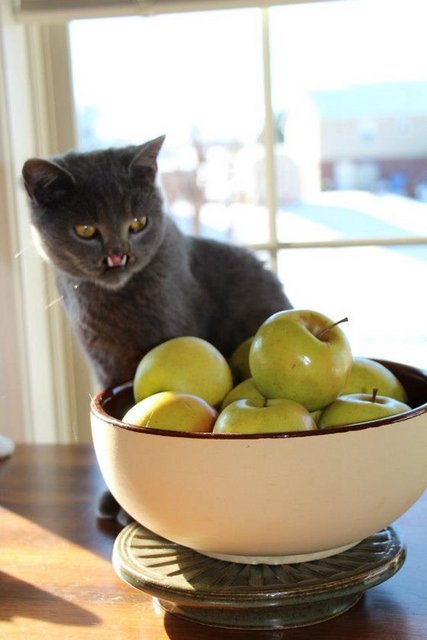 Chambers ayrıca bu ilginç kedinin diğer kedilerden bir farkı olmadığını ifade ederek, "O muhteşem bir kedi. Diğer kediler gibi o da oynamayı seviyor, yerinde duramıyor ve hayat dolu" dedi.