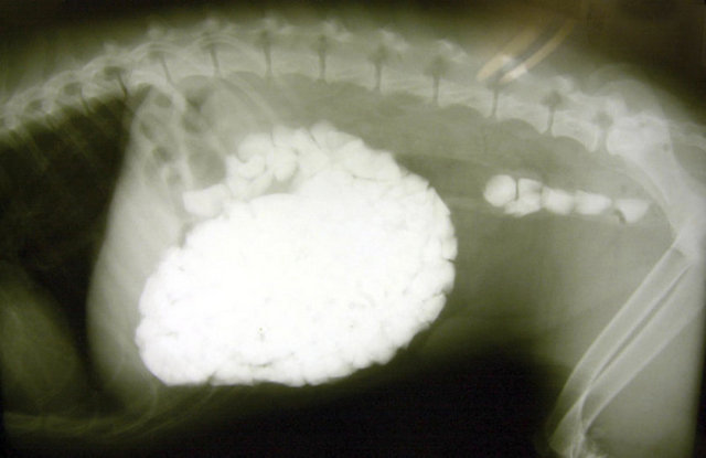 Bir köpek tam 627 çakıl taşı yuttu.