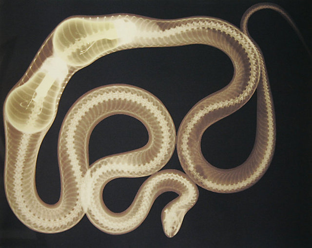 1 tanesi yetmemiş olsa gerek... Bir yılan 2 tane ampul yutmuşken.