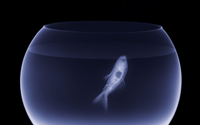 Balık ise böyle görünüyor