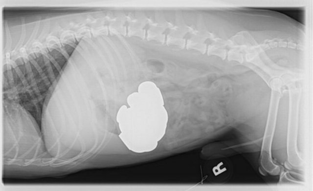 Jack russel cinsi köpek tam tamına 111 tane bozuk para yuttu.