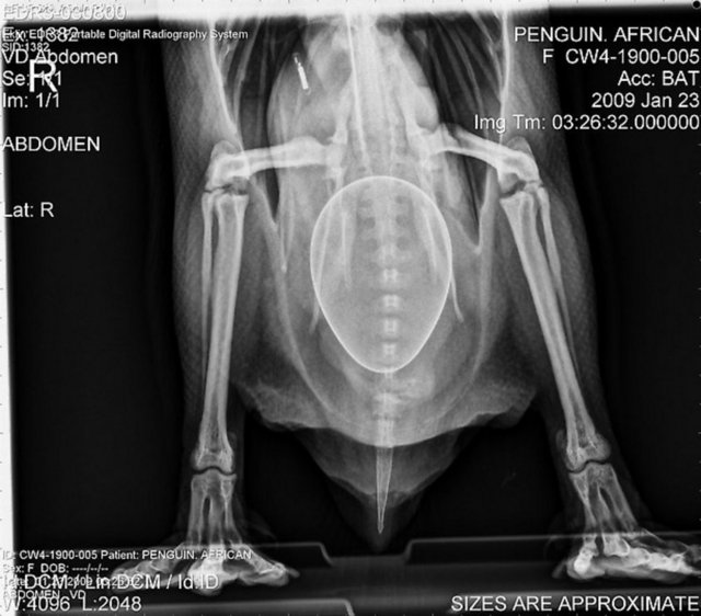 Afrika pengueni ve bebeği.