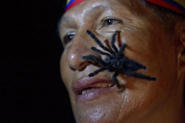 Ekvador´dan Gabriel Guallo. Deliliğin vücut bulmuş hali. Vücudunda 250 tarantula taşıma rekoru.
