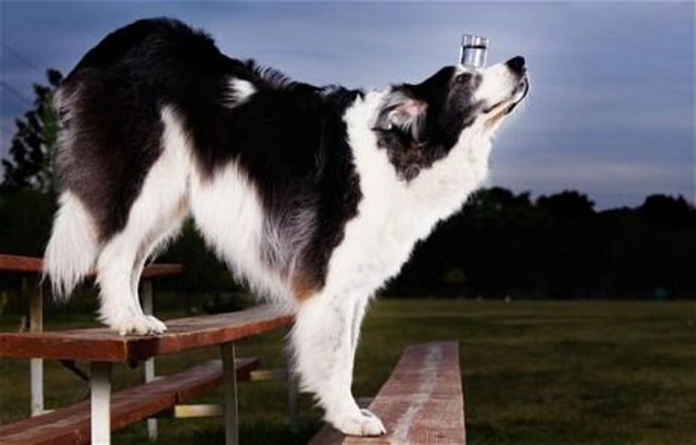 Avustralya Çobanı-Border Collie kırması Sweet Pea,"burnunun üzerinde bir bardak suyla en uzun mesafeyi yürüme" rekorunu 10 adımla gururla taşıyor.